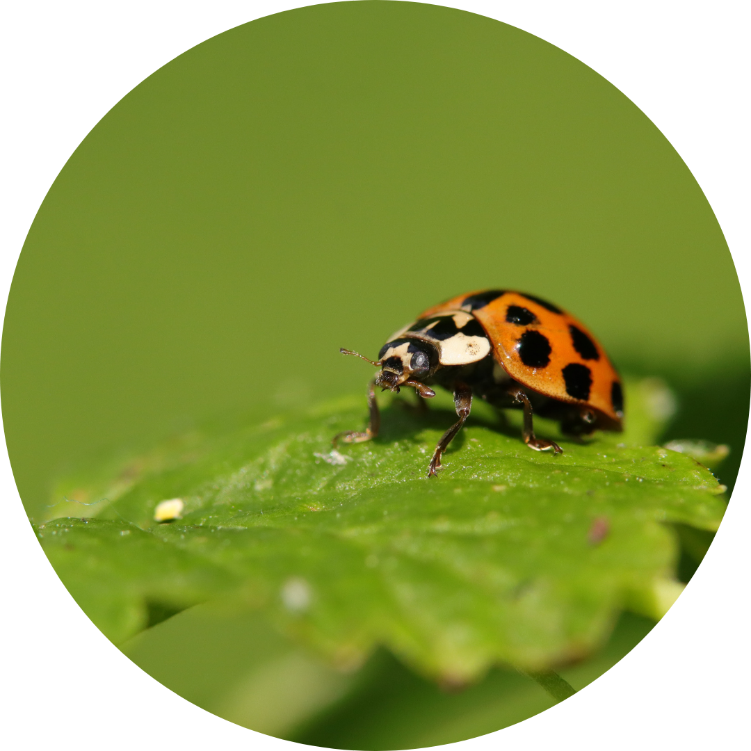 Le génotypage de SNP pour la biodiversité