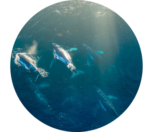 illustrations baleine site